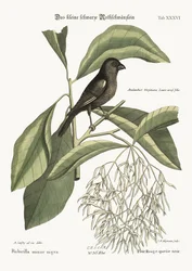 Der kleine schwarze Gimpel, 1749-73